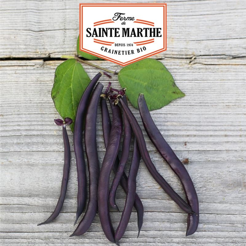 La ferme Sainte Marthe - 80 gramas Haricot Nain Purple Queen Filet sans Fil Mangetout