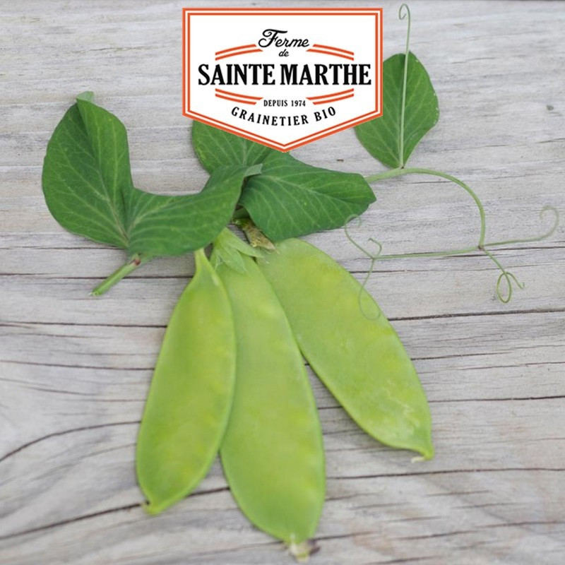  <x>La ferme Sainte Marthe</x> - 80 grams Peas Dwarf Norli Grain Round Mango