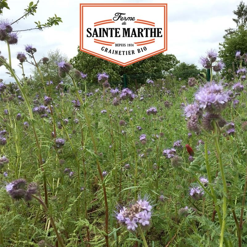 La ferme Sainte Marthe - 500 gramas Mistura Anual de Melhoradores