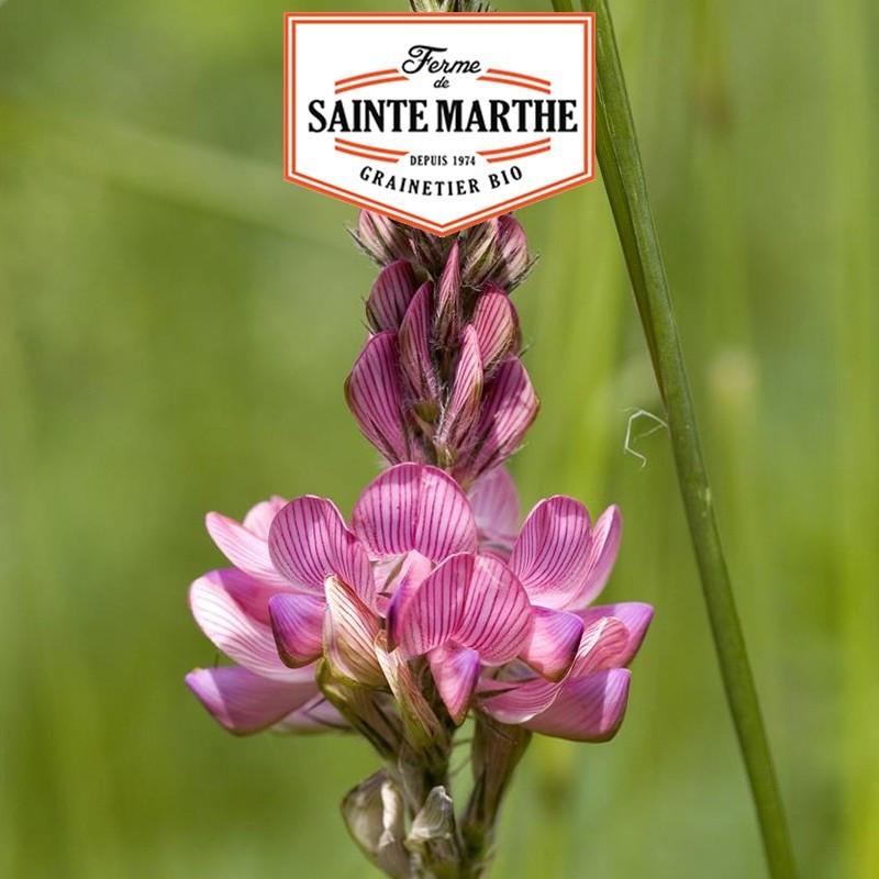  <x>La ferme Sainte Marthe</x> - 200 gram Sainfoin