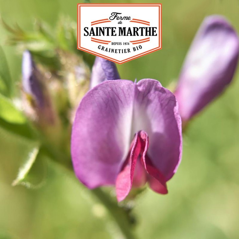 La ferme Sainte Marthe - 500 gramas de ervilhaca de Primavera