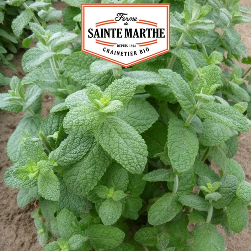  <x>La ferme Sainte Marthe</x> - 500 seeds Mint Apple