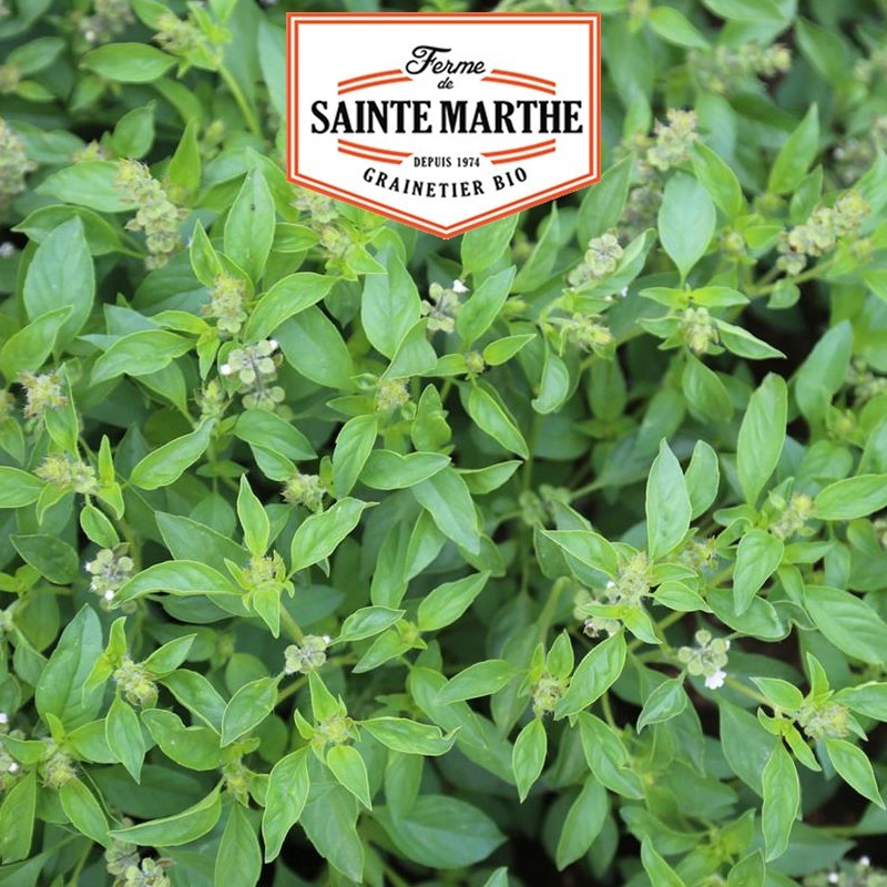 La ferme Sainte Marthe - 200 sementes de Basil Lime