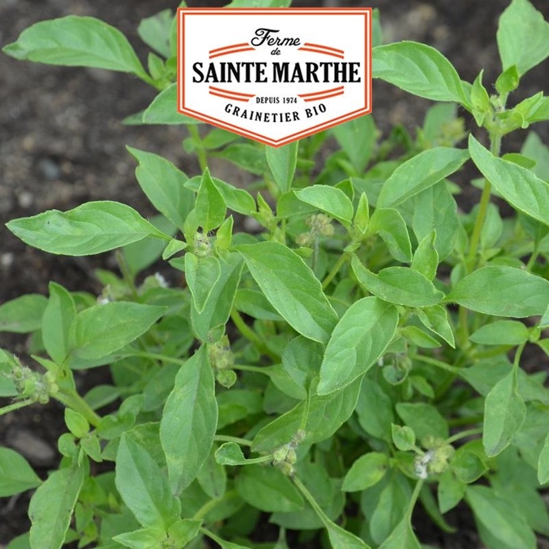 La ferme Sainte Marthe - 250 sementes de lima de manjericão sem tratamento