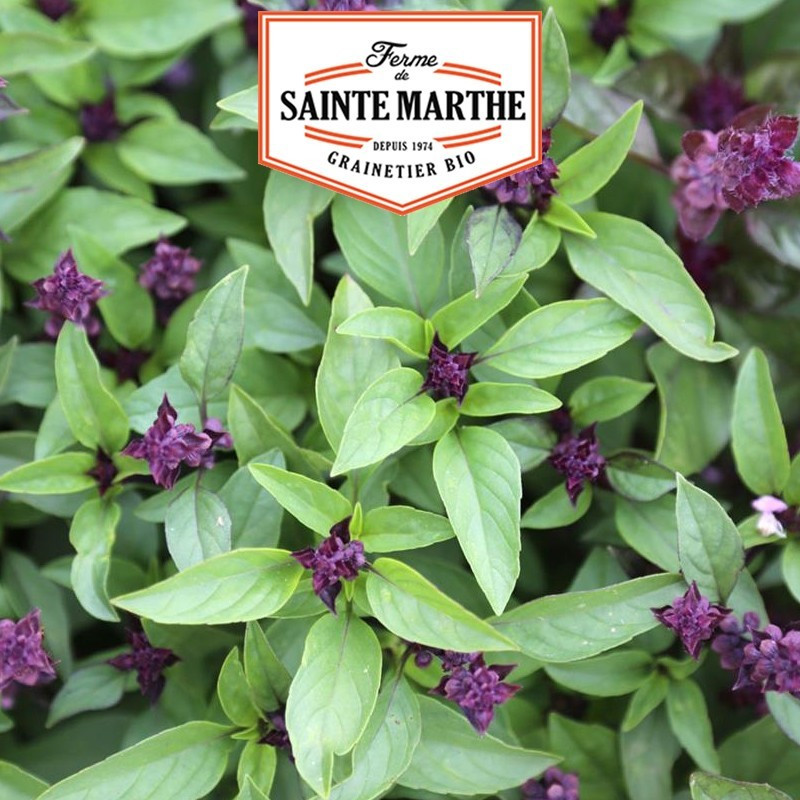 La ferme Sainte Marthe - 200 sementes de anis de manjericão