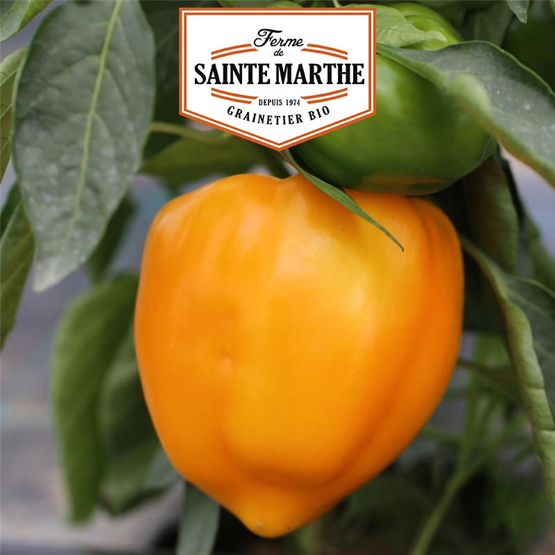California Love Pepper - 30 sementes - La ferme Sainte Marthe