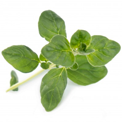 Biologisch Oregano Zaad - Lingot navulling - moestuin