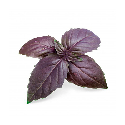 Semente de manjericão púrpura orgânica - Recheio de lngot - horta Veritable