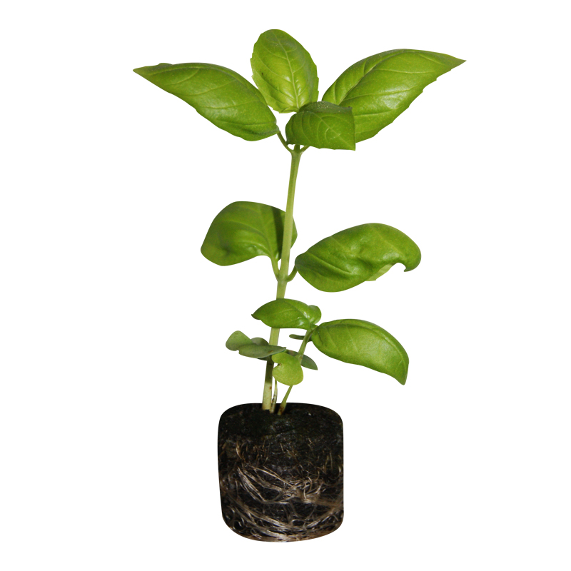 Basil Genovese - 6 plantas numa caixa protectora