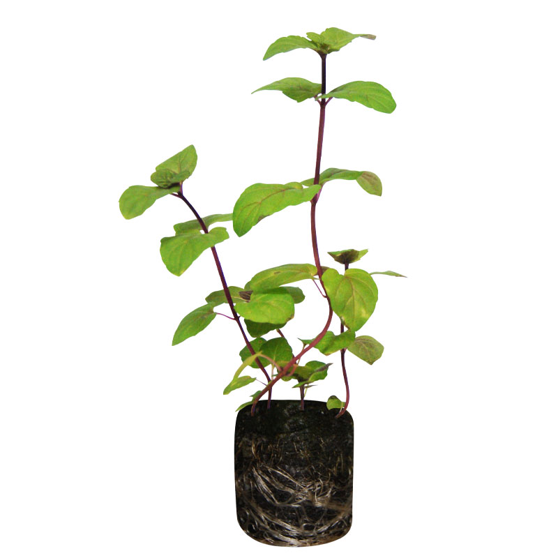 Hortelã - 6 plantas numa caixa protectora