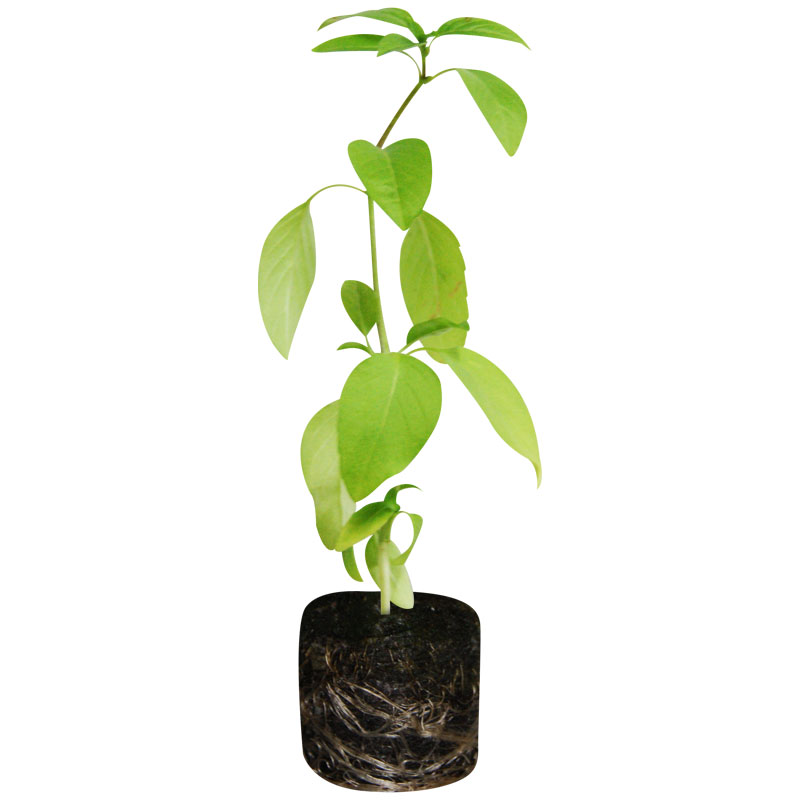Basilic Thaï - 6 plants en boîte de protection