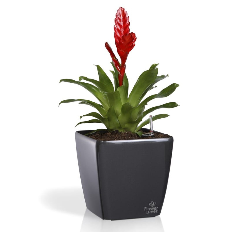 Pot auto-irrigant - Quadrato - Passion Red - 18cm - Flower Lover