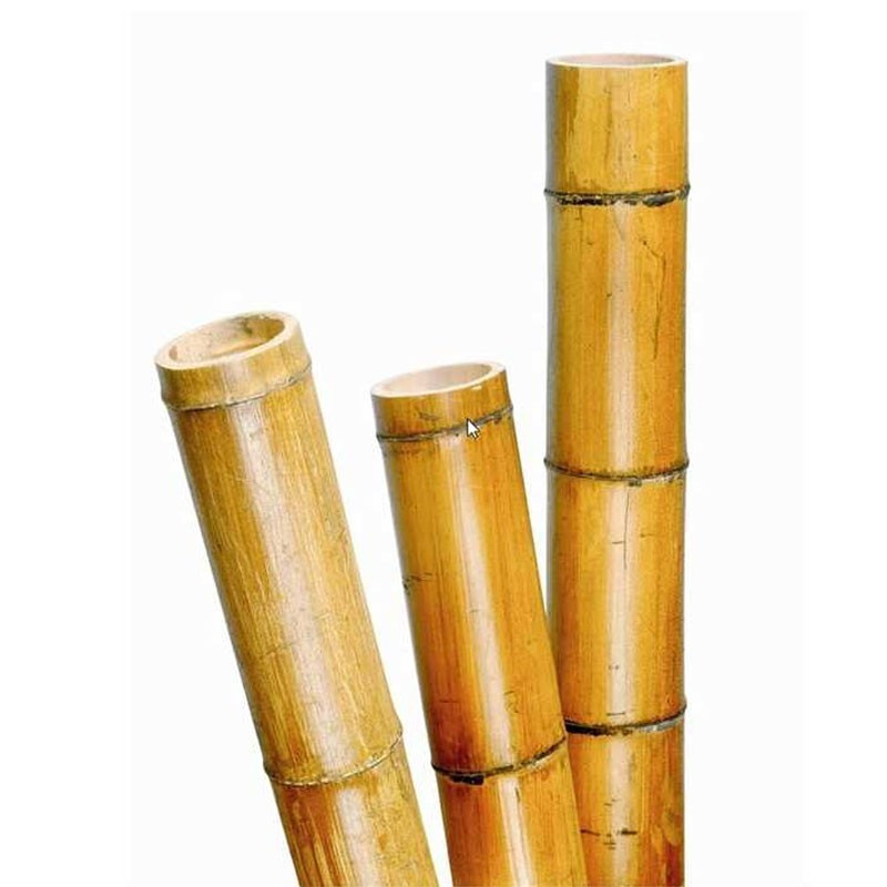 Op de kop van Schat verkoper Decoratieve gelakte natuurlijke bamboestok - Ø50/60mm x 300cm - Nature