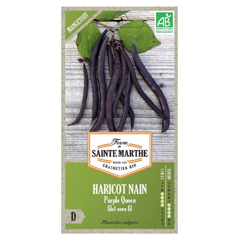 Haricot Nain Purple Queen Filet sans fil Mangetout - 350 graines - AB - La ferme Sainte Marthe