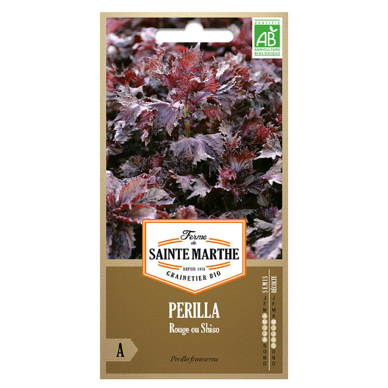 250 GRAINES PERILLA ROUGE OU SHISO AB