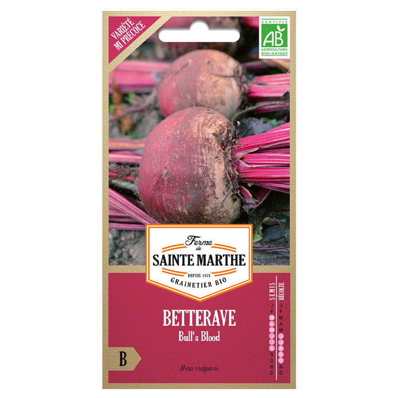 Betterave Sang de Taureau - 150 graines - AB - La ferme Sainte Marthe