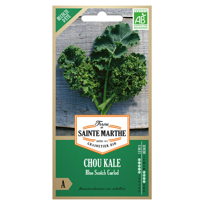 Chou Frisé Kale Blue Scotch - 200 graines - AB - La ferme Sainte Marthe