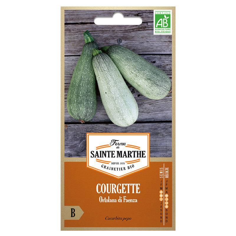 Courgette Ortolana Di Faenza - 15 graines - AB - La ferme Sainte Marthe