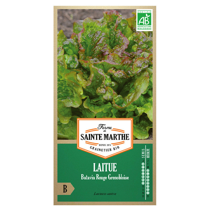 Laitue Batavia Rouge Grenobloise - 500 graines - AB - La ferme Sainte Marthe