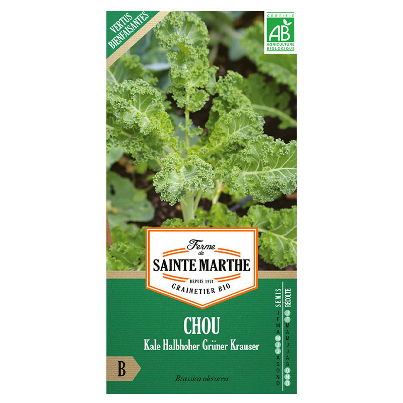 Chou Frise Kale Halbhoher Grüner Krauser - 200 graines - AB - La ferme Sainte Marthe