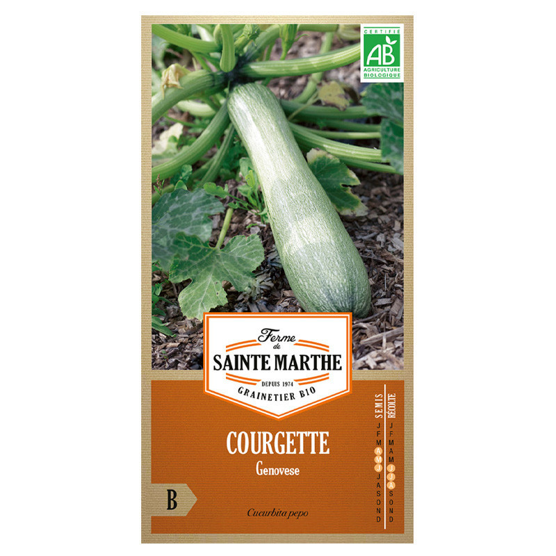 15 GRAINES COURGETTE GENOVESE AB