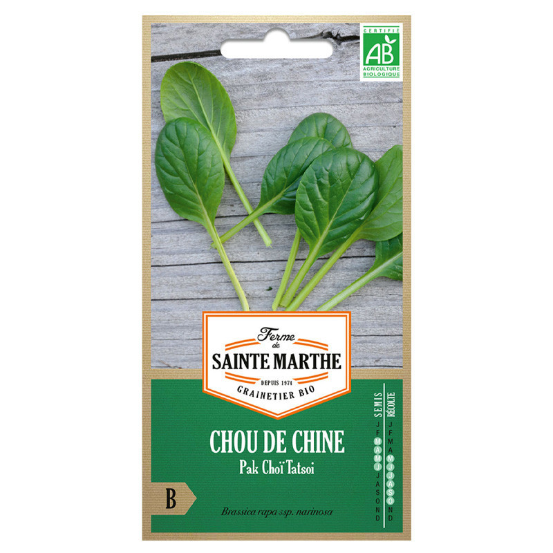 300 GRAINES CHOU DE CHINE PAK CHOI TATSOI AB