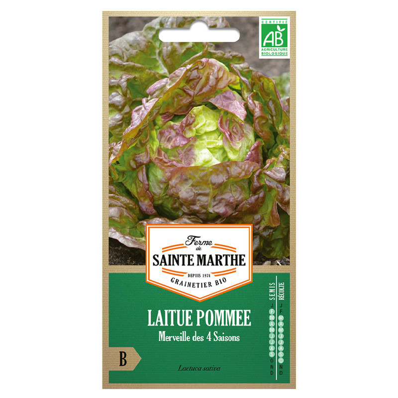 Laitue Pommée Merveille des 4 Saisons - 500 graines - AB - La ferme Sainte Marthe