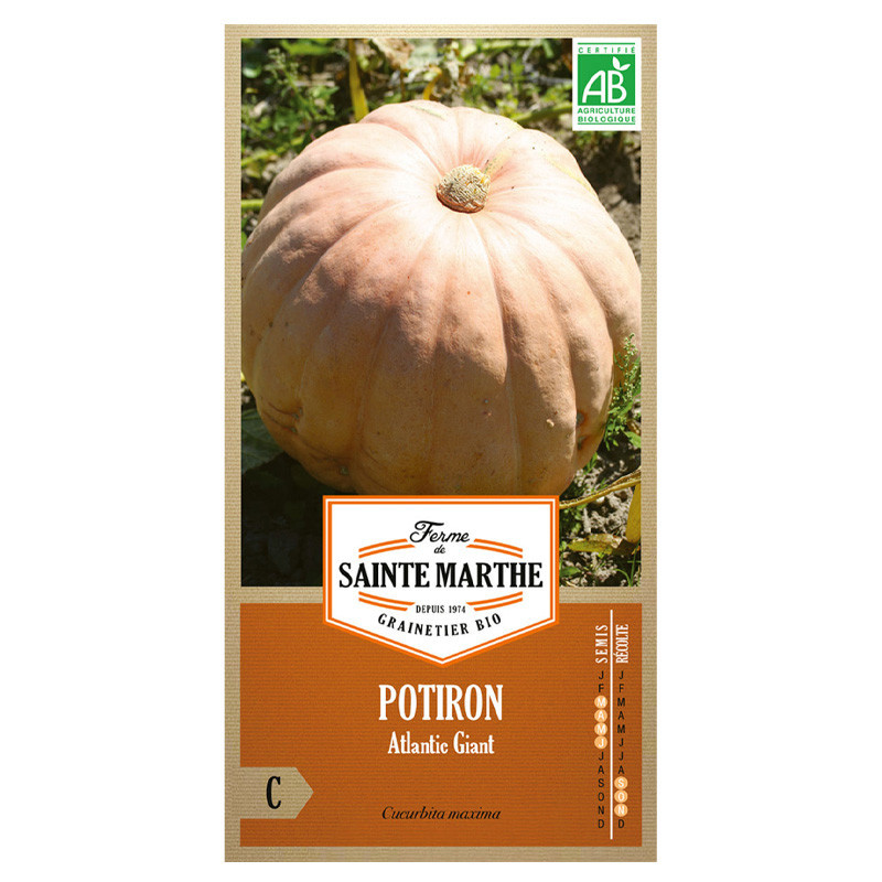 15 GRAINES POTIRON ATLANTIC GIANT AB