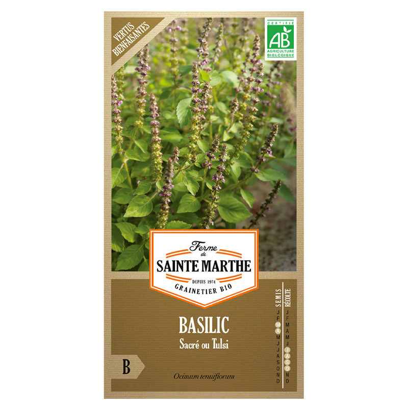 200 GRAINES BASILIC SACRE OU TULSI AB