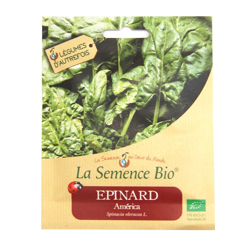 Sementes orgânicas - Spinach America