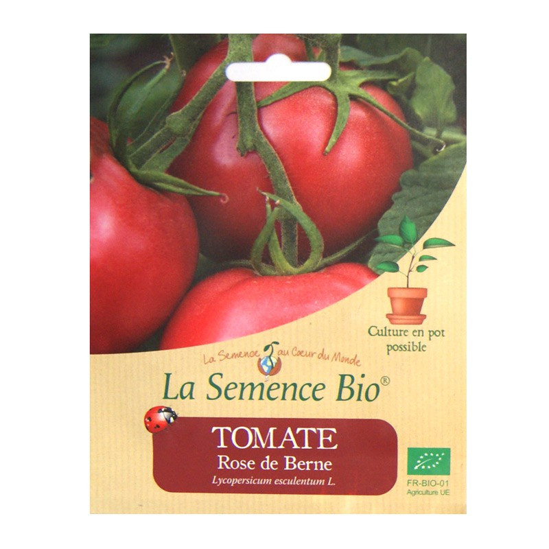 Bio Samen - Rosa Tomate aus Bern
